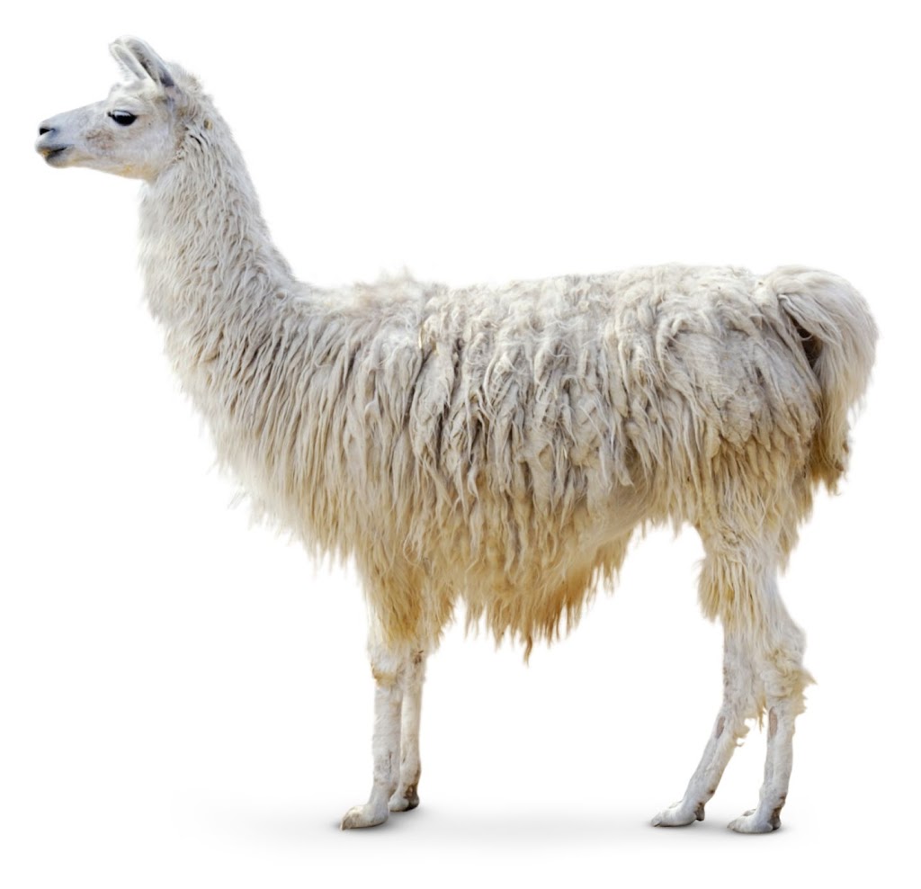 Camelid Fiber – Part Three